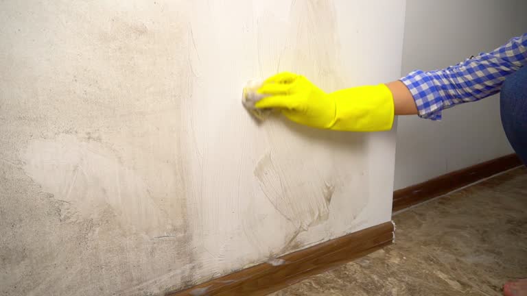 Best Basement Mold Removal  in Honey Grove, TX